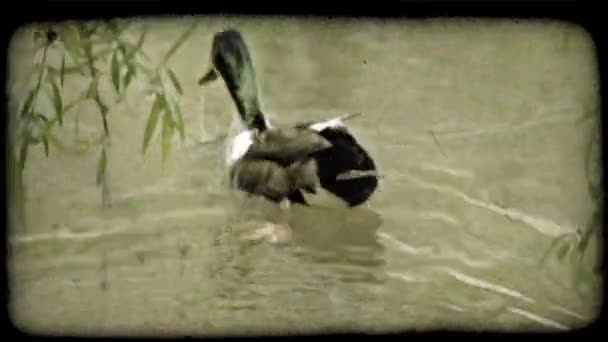 Alert Duck Med Färgglada Fjädrar Simmar Längs Slät Vatten Inne — Stockvideo