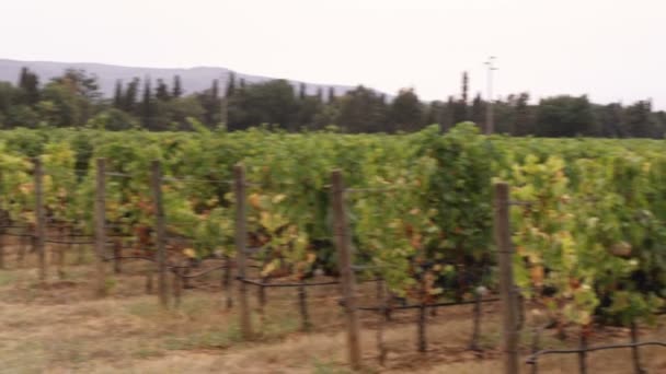 Uma Foto Panorâmica Uma Vinha Toscana Itália — Vídeo de Stock