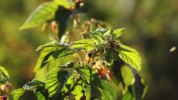 Primer Plano Abejas Polinizando Pequeñas Flores Arbusto Uno Vuela Mientras — Vídeo de stock