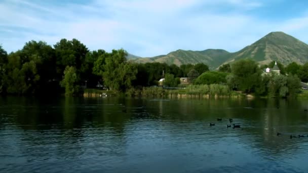 静态拍摄的鸭子在犹他州的池塘里游泳 树和一些建筑物可以看到在后台 — 图库视频影像