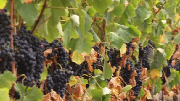 Панорамный Снимок Виноградника Тоскане Италия — стоковое видео