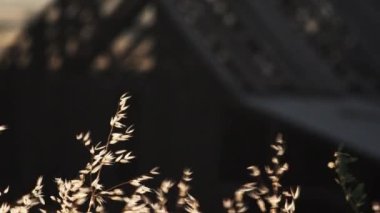 Yakın çekim kaydırma atış küçük beyaz bitkiler, Zion National Park