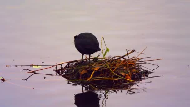 Stationary Shot Black Bird Its Nest Water — Stock Video