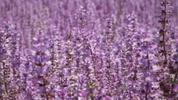 Close Panning Shot Beautiful Lavender Flowers Shot Taken Day — Stock Video