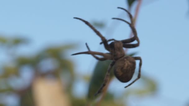 Primer Plano Araña Arrastrándose Red Mayoría Invisible Que Parece Estar — Vídeos de Stock