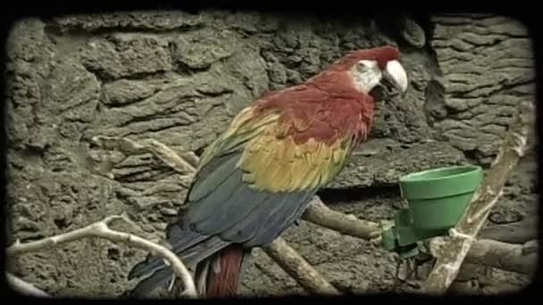 Colorful Tropic Toucan Red Yellow Blue Green Feathers Sits Atop — Stock Video