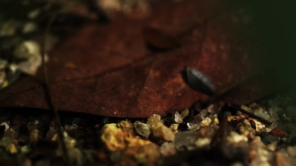 Pan Primo Piano Rocce Sul Terreno Denso Del Parco Nazionale — Video Stock