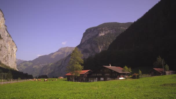 Malownicze Nagranie Szwajcarskiego Gospodarstwa Dolinie Lauterbrunnen Krowy Tle — Wideo stockowe