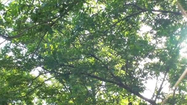 Μετατόπισης Φακού Φωτοβολίδα Βολή Των Δέντρων Ένα Δάσος Της Γιούτα — Αρχείο Βίντεο
