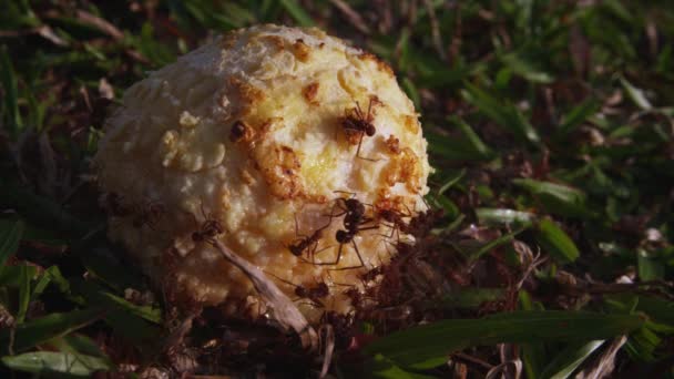 Imágenes Cerca Una Horda Hormigas Recogiendo Comida Algún Tipo Bola — Vídeo de stock