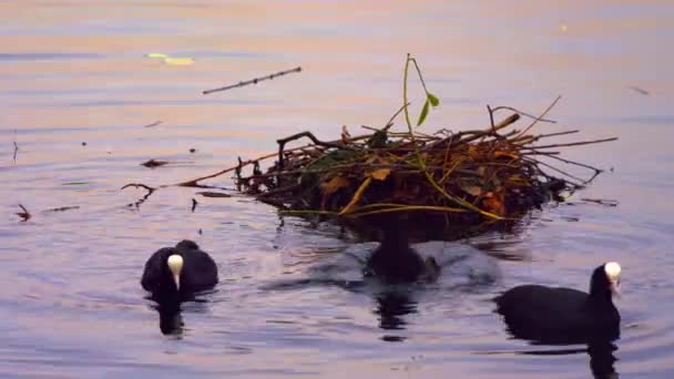 三个黑色的白骨顶巢附近的水中游泳和寻找食物一个固定镜头 2011 日在伦敦一个公园拍摄日落时分 — 图库视频影像