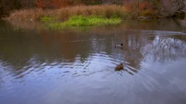 New York'taki Central Park'ta kemerli köprüye doğru yüzen ördeklerin fotoğrafı.