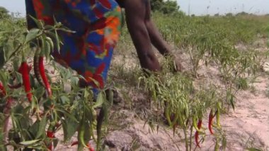 Afrika, Kenya - Ağustos 2010 yaklaşık: Yakından atış kadının biber malzeme çekme