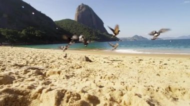 Deniz 2013 Rio'nun Red Beach, Jule 19, filme kumların uçan kuşların ağır çekim.