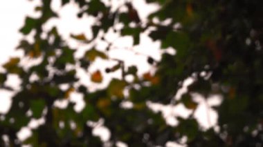 Akçaağaç sabit bir close-up ağaçta sürekli değişen odak ile terk. Saint James Park, Londra filme