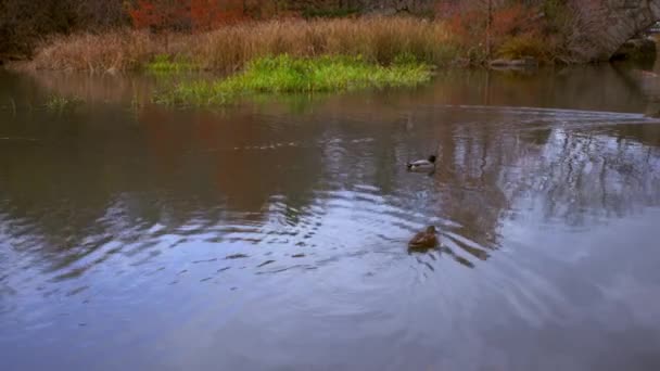 Shot Ducks Swimming Arched Bridge Central Park New York City — Stock Video