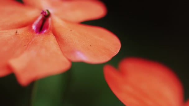 Pan Close Orange Flower Tijuca National Park Alto Boa Vista — Stock Video