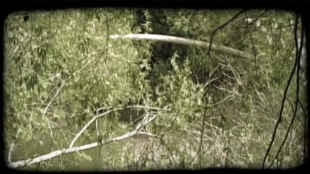 Увеличьте Область Болота Полное Деревьев Пней Трав Окружающих Воду Внизу — стоковое видео