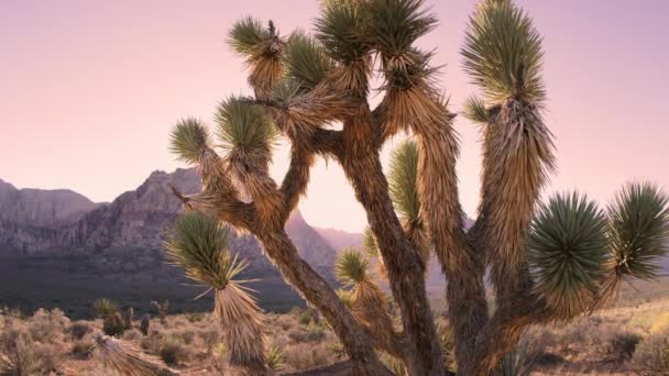 ジョシュアの木と遠くの山の上に落ちる砂漠の夕暮れの時間の経過 ネバダ州で撮影 — ストック動画