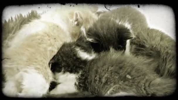 Three Kittens One Tan White Colored Fur Two White Black — Stock Video