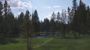 Silueti Yellowstone çayırda ağaçları geniş çekim.