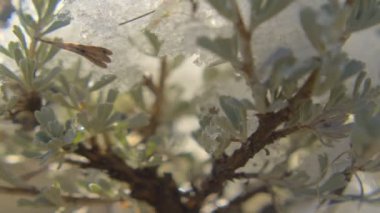 Utah bir ağaç üzerinde eriyen kar hızlandırılmış yakın çekim shot