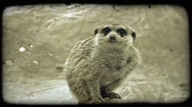 Küçük, açık kahverengi ve siyah, kürklü lemur bir kayanın önündeki bir kütüğün ucunda özenle oturur. Vintage stilize video klip.