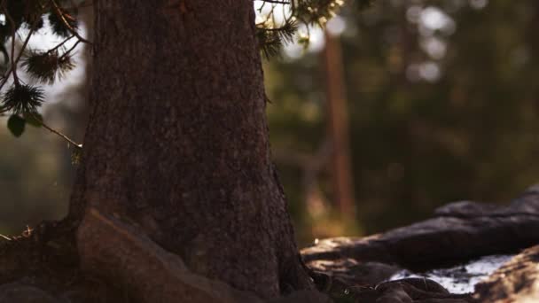 Närbild Skott Trädstam Denna Bild Togs Närheten Bäck Dagtid Shot — Stockvideo