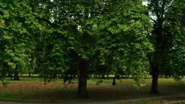 Viajando Vista Topos Árvores Verdes Brilhantes Hyde Park Londres Inglaterra — Vídeo de Stock