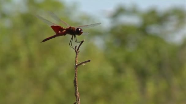 Zbliżenie Dragonfly Szczycie Gałązka Lekki Powiew Wiatru Zielenią Lasu Poza — Wideo stockowe