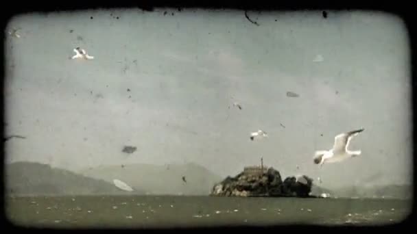 Чайки Игриво Летают Воздушных Потоках Голубому Небу Моторной Лодкой Океаническом — стоковое видео
