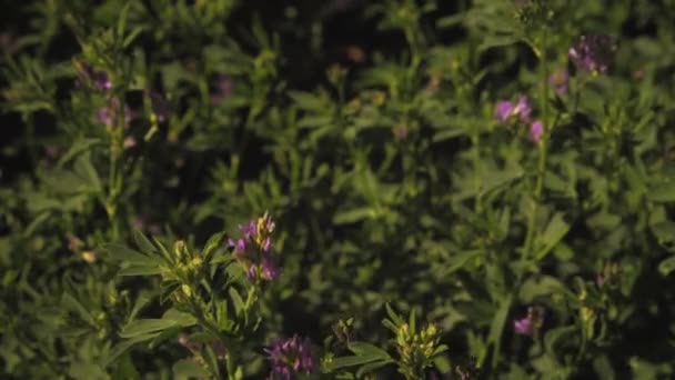 紫色的小花躲在灌木丛的特写镜头 微风正在灌木丛中移动 — 图库视频影像