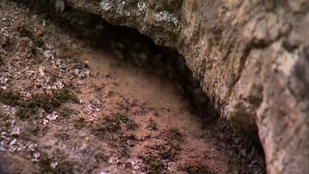 Bir Çatlak Kayalarda Bahar Dolu Camming Aygıt Yerleştirmekten Bir Dağcı — Stok video