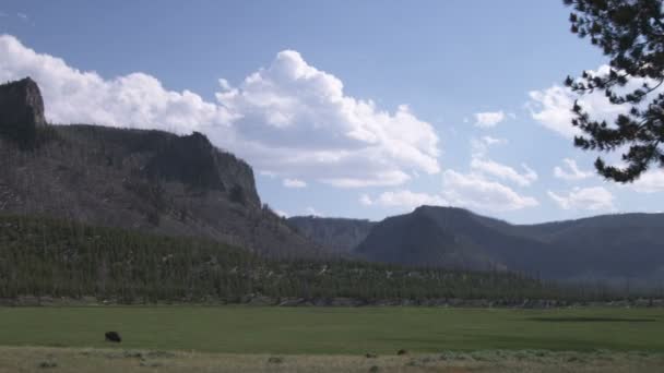 Wide Shot Rocky Mountain Range Grassy Field Buffalo Blue Sky — Stock Video