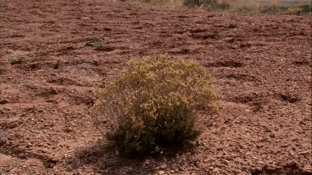 Широкий Постріл Вершини Каньйону Пустелі — стокове відео