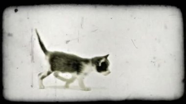 Dört kedi yavrusu çevreleyen stüdyo beyaz karşı Orta çekim, birer birer, ekran boyunca ilk bir bronzluk ve beyaz kedi yavrusu ve daha sonra üç beyaz ve siyah kedi yavrusu yürümek. Vintage stilize video klip.