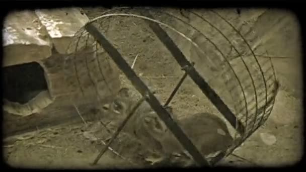 Twee Bruine Muizen Rennen Samen Cirkelvormig Spinnewiel Voor Oefening Een — Stockvideo