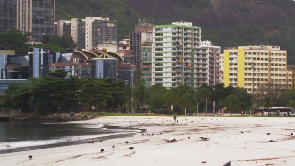 Pigeons Walking Seashore Rio Janeiro Brazil Buildings People Vehicles Seen — Stock Video