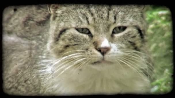 Grey Black White Cat Stares Camera Vintage Stylized Video Clip — Stock Video