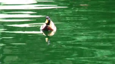 Erkek yeşilbaş ördek yeşil su üzerinde yüzer. Daha fazla ördek ve nereye onlar yüzen, havuz tamamlamak oyuncak yelkenli ile göstermek için atış uzaklaştırır.