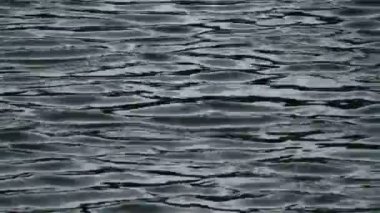 Su koyu vücut yüzeyi boyunca dalgalı, küçük dalgalar dalgaları.