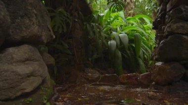 İzleme atış Jardim Botanico, Rio taş yapılarda temelini damlayan su.