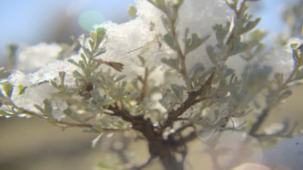 Utah Bir Ağaçta Eriyen Kar Ların Hızlandırılmış Çekimi Kar Ağaçta — Stok video