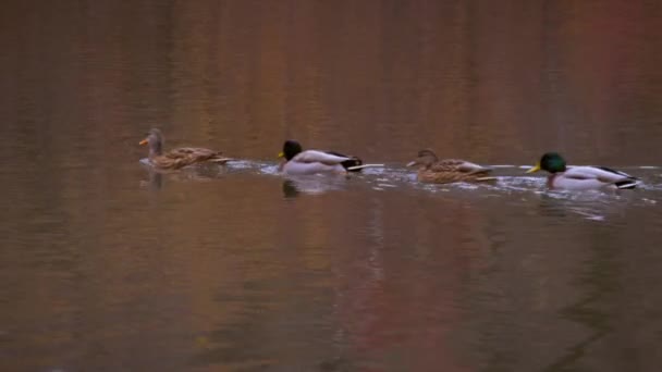 Schuss Von Enten Die Einer Reihe Teich Schwimmen — Stockvideo