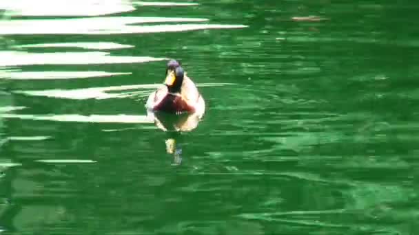 雄性绿头野鸭鸭浮绿水 镜头缩放以显示更多的鸭和游泳池在哪里他们浮动的完成与玩具帆船 — 图库视频影像