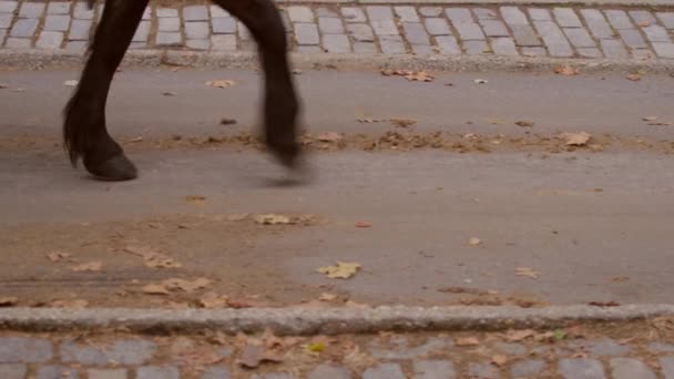 Lage Hoek Dolly Schot Van Bodem Van Een Paard Getrokken — Stockvideo
