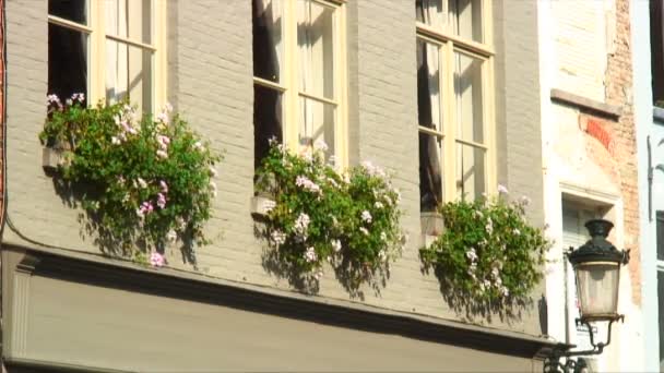 Aufnahme Von Drei Blühenden Pflanzen Vor Einigen Fenstern — Stockvideo