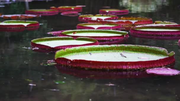 Panning Shot Waterlilies Botanical Garden Rio Filmado Durante Dia Rio — Vídeo de Stock