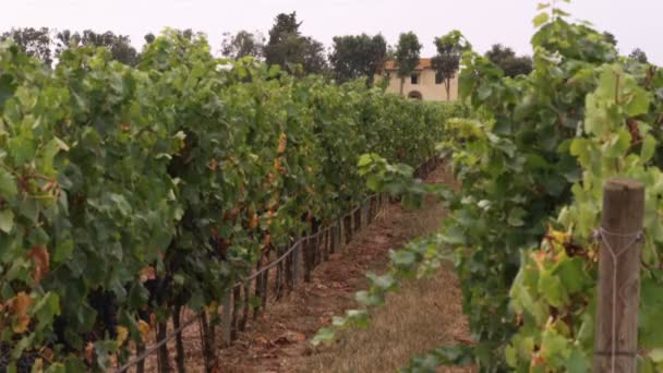 Una Foto Viñedo Toscana Italia — Vídeo de stock