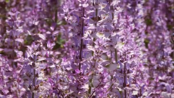 Close Shot Lavenders Hovering Bee Video Taken Day — Stock Video